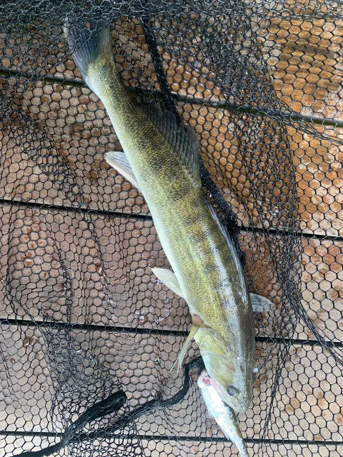 Zander