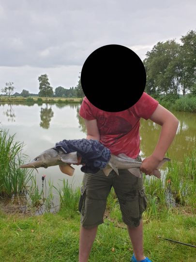 Stör