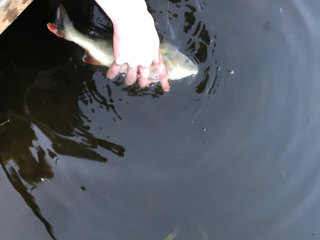 Flussbarsch