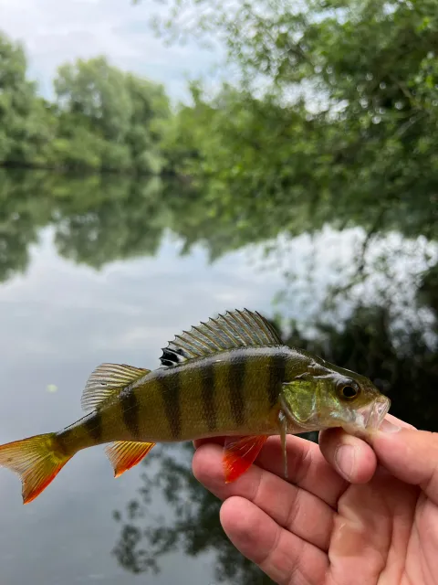 Flussbarsch