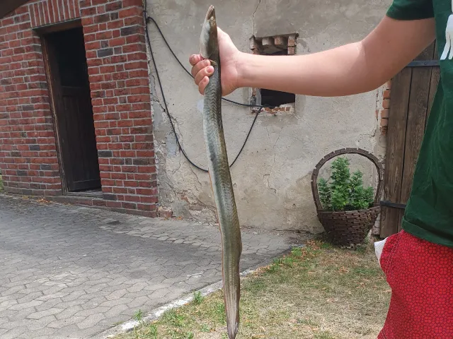 Aal