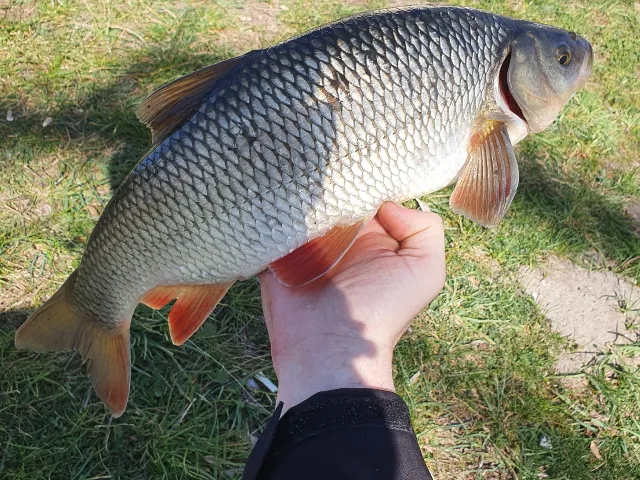 Döbel