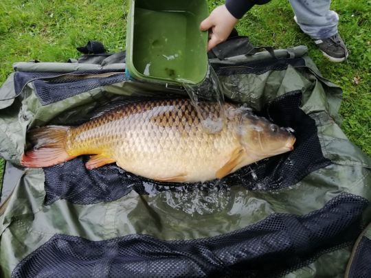 Karpfen