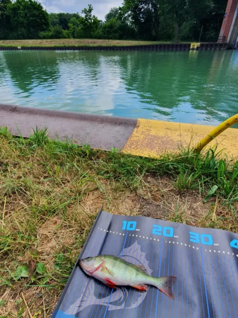 Flussbarsch