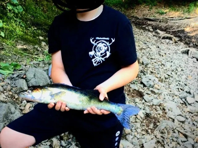 Zander