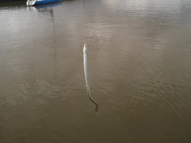 Aal