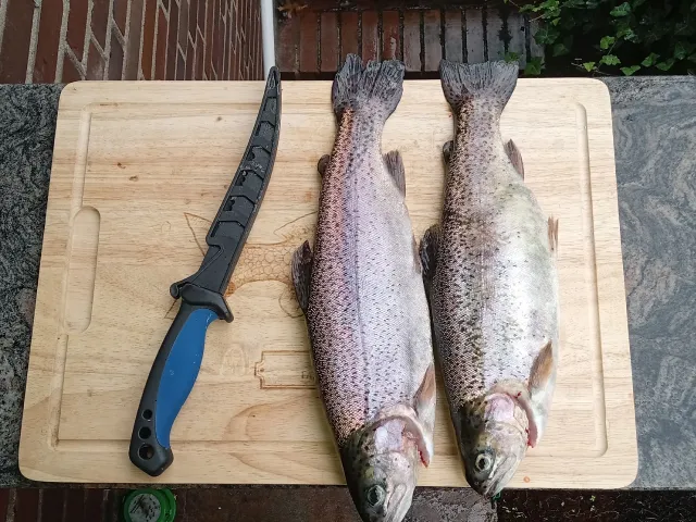 Regenbogenforelle