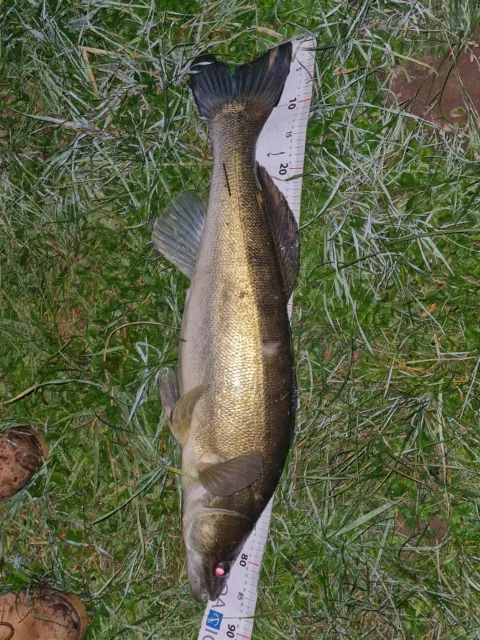Zander