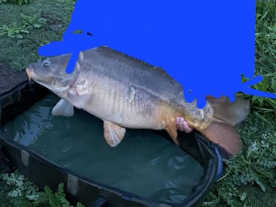 Karpfen
