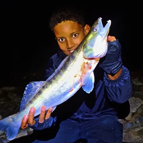 Zander