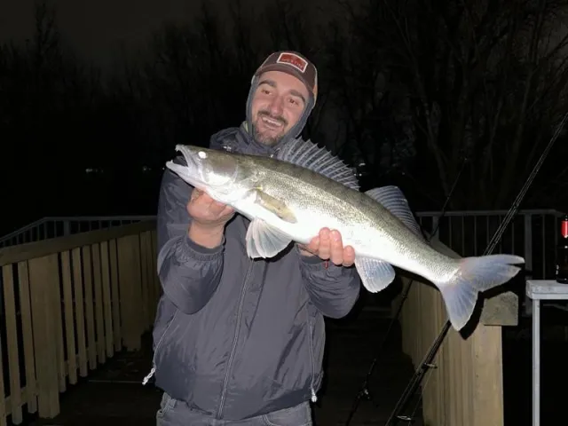 Zander