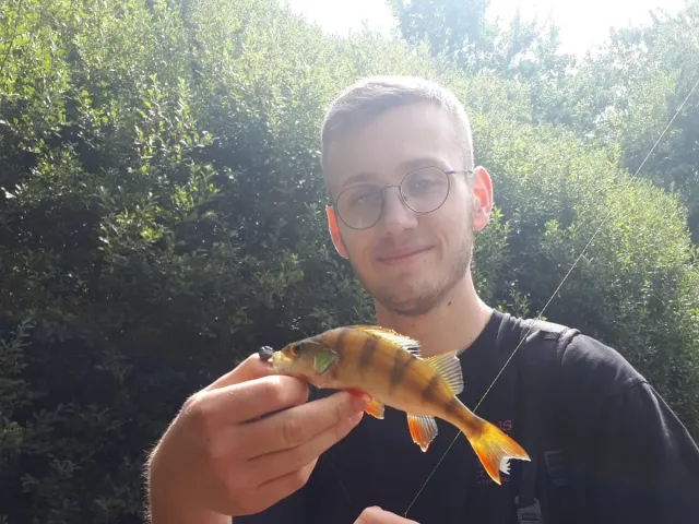 Flussbarsch