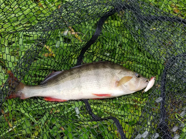 Flussbarsch