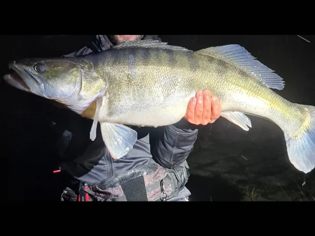 Zander