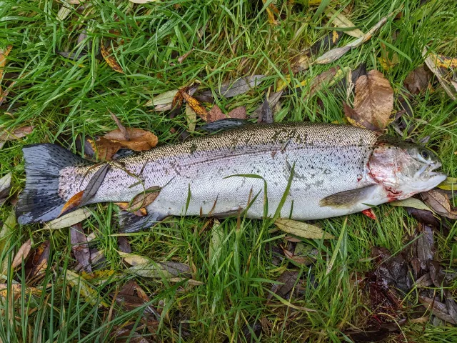 Regenbogenforelle