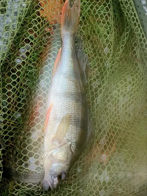 Flussbarsch