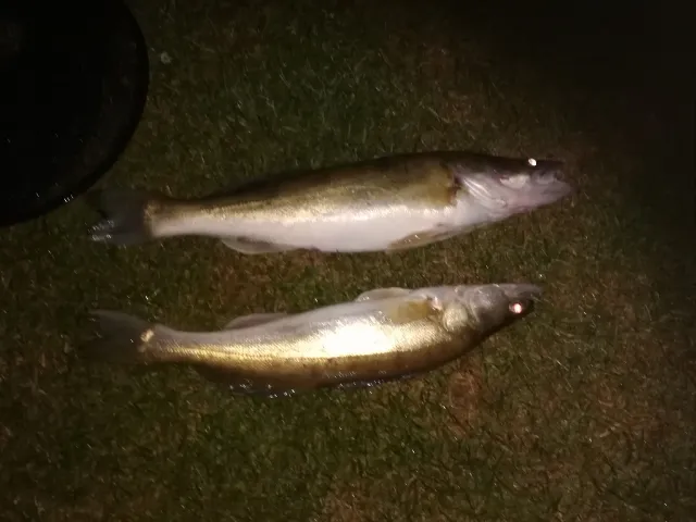Zander