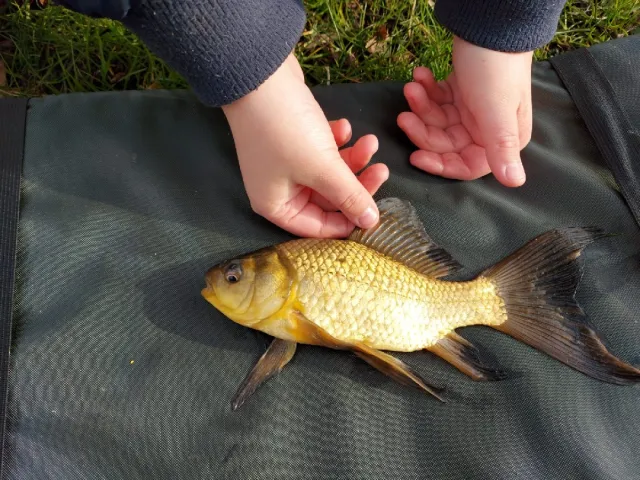 Goldfisch