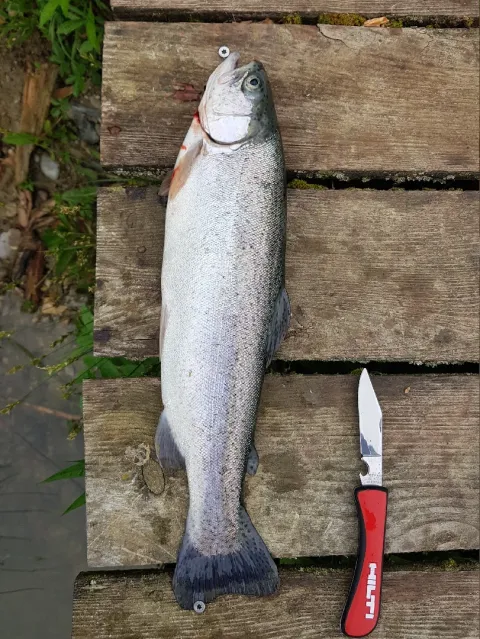 Regenbogenforelle