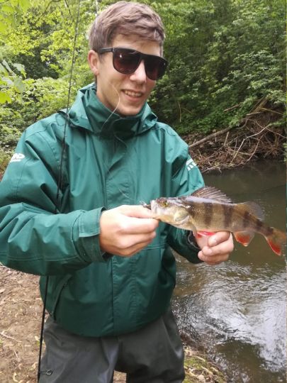 Flussbarsch