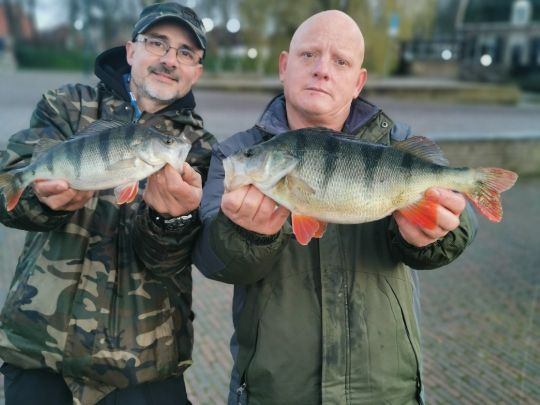 Flussbarsch