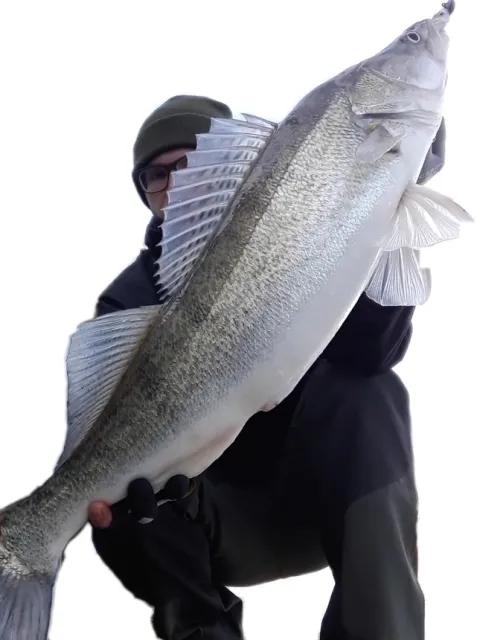 Zander
