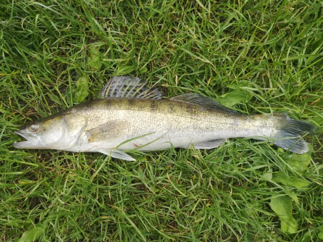 Zander