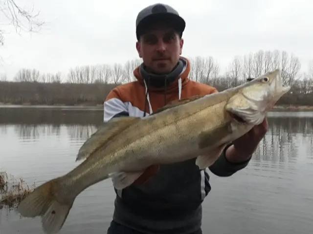 Zander