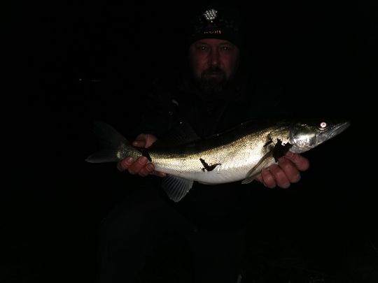 Zander