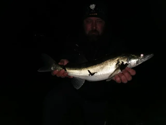 Zander