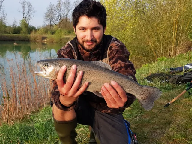 Regenbogenforelle