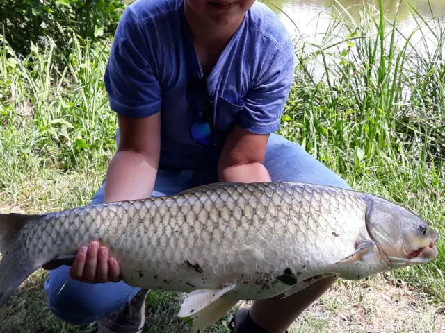 Graskarpfen