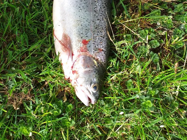 Regenbogenforelle