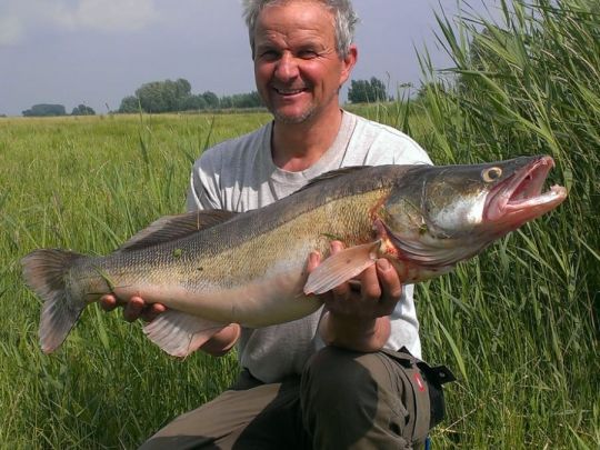 Zander