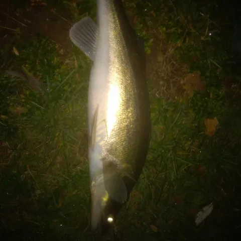 Zander