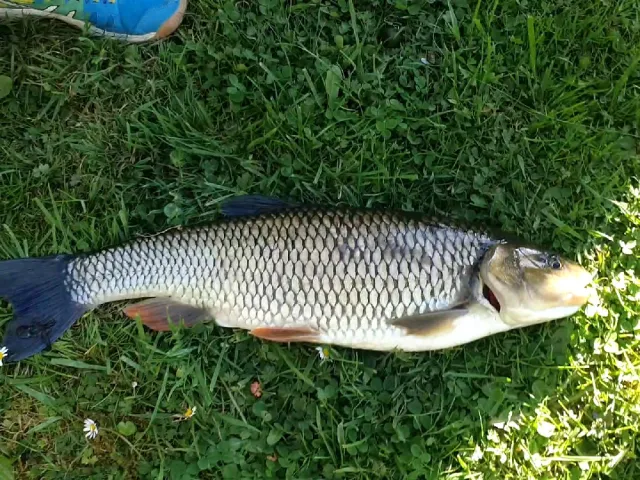 Döbel