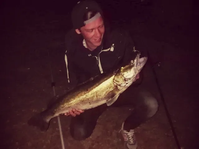 Zander