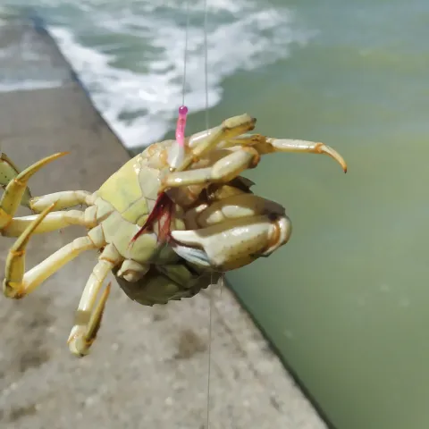 Strandkrabbe