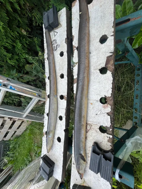Aal
