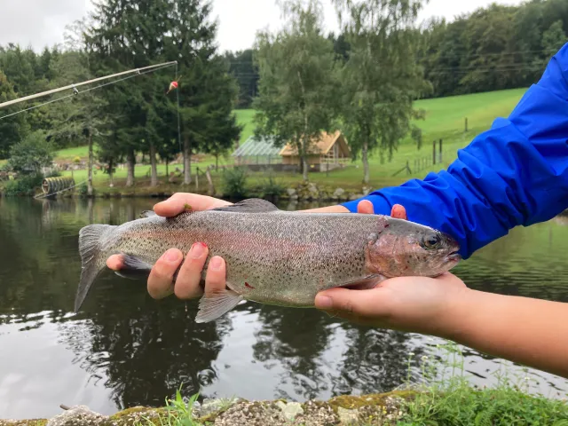 Regenbogenforelle