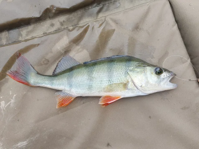 Flussbarsch