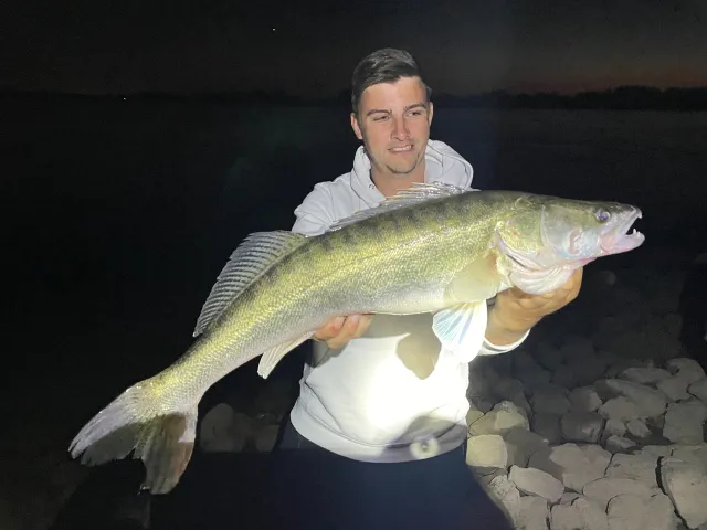 Zander