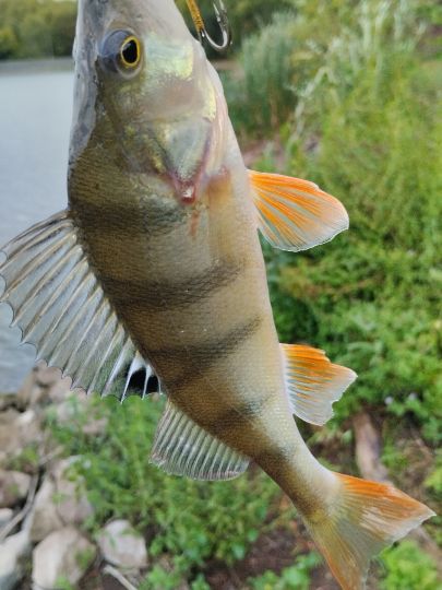 Flussbarsch
