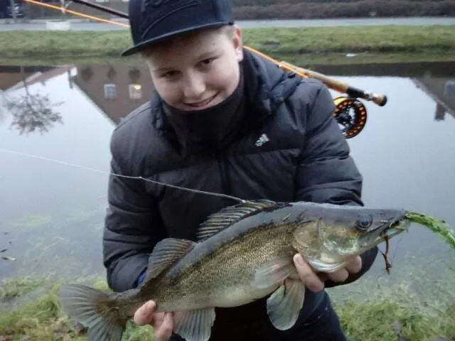 Zander