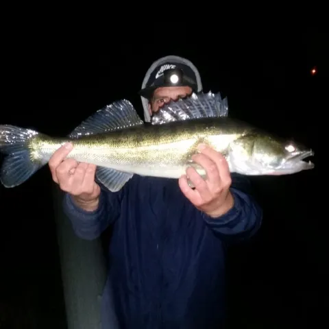 Zander
