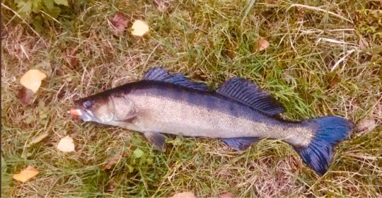 Zander