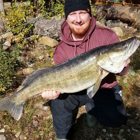 Zander