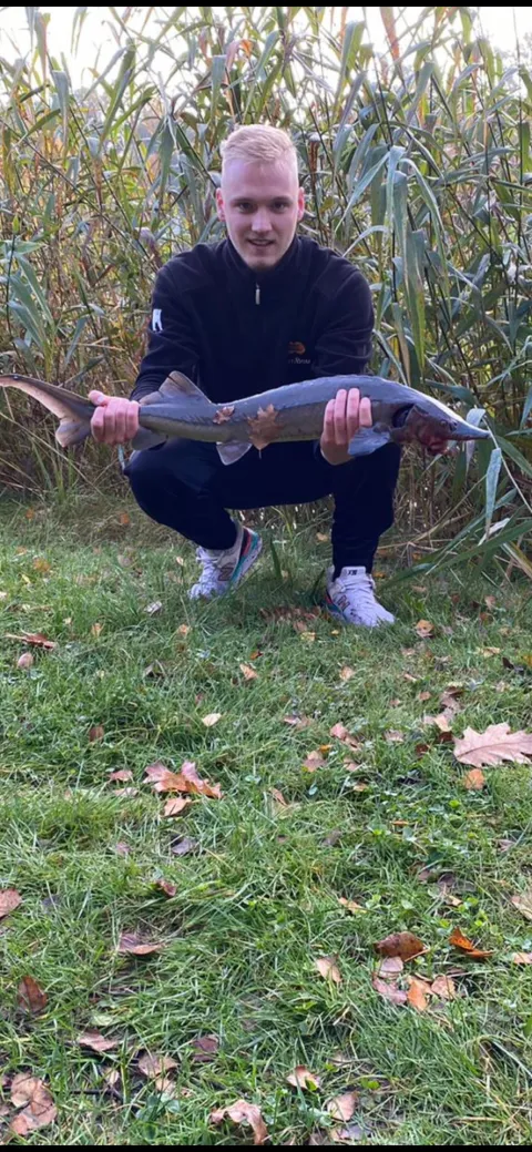 Stör