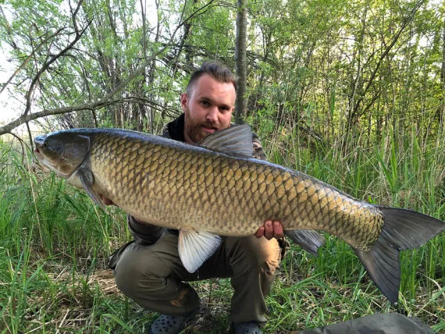 Graskarpfen