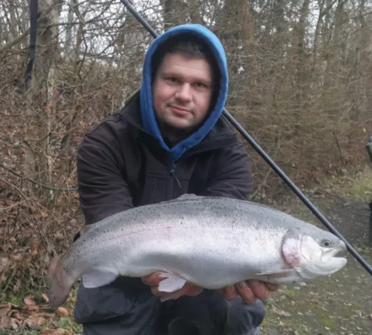 Regenbogenforelle